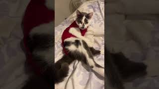 Tibbs our moustache kitten is looking very cute in her red onesie romper suit, post operation