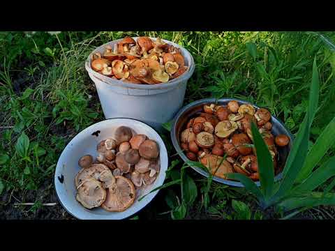 Открытие летнего сезона грибов. Маслята,груздь дубовый. Грибы Донбасса. 6 июня 2023