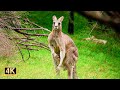 Wild kangaroos in the woods #1 | Australian Wildlife 4K