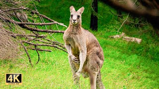 Wild kangaroos in the woods #1 | Australian Wildlife 4K