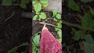 Bonanza Peach Protection & apple layering experiment - how to multiply trees with little money