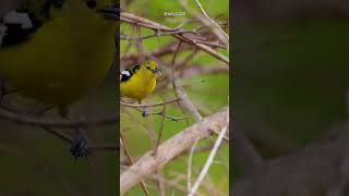 Download Lagu The common iora, so effortlessly on a thorny tree and having a quick meal #birds #nature #wildlife MP3 Download Lagu The common iora, so effortlessly on a thorny tree and having a quick meal #birds #nature #wildlife MP3