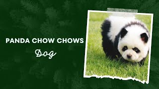 Panda Chow Chows: The Controversial New Pet Trend