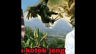 CERAMAH ABUYA UCI[SEJARAH SYEKH HASANUDIN NGADU KOTOK JENG PUCUK UMUN,,