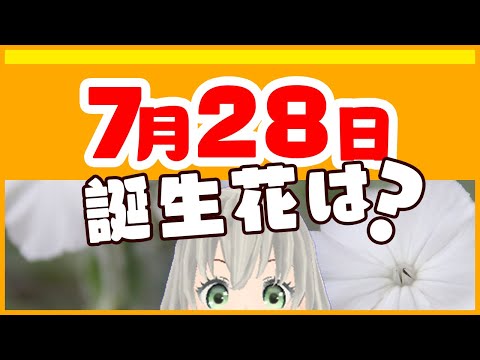 【花言葉】7月28日の誕生花は？／花白もか