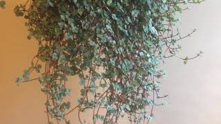 Pilea Red Stem Plant Care