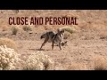 COYOTE HUNTING - Up Close and Personal