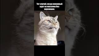 Веселые коты / Смешные котики / Коты приколы / Забавные животные / Смешные коты