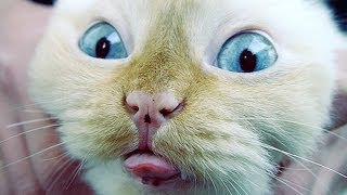 10 Best Viral Cat Videos | Top10TV 10 Best Viral Cat Videos | Top10TV