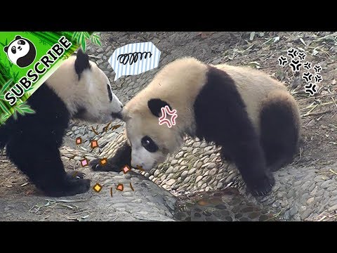 《熊貓早晚安》胖達驚人的咬合力堪比鱷魚 | iPanda熊貓頻道