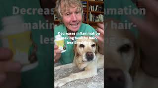 Dog Shedding like Crazy Try these Home Remedies shorts