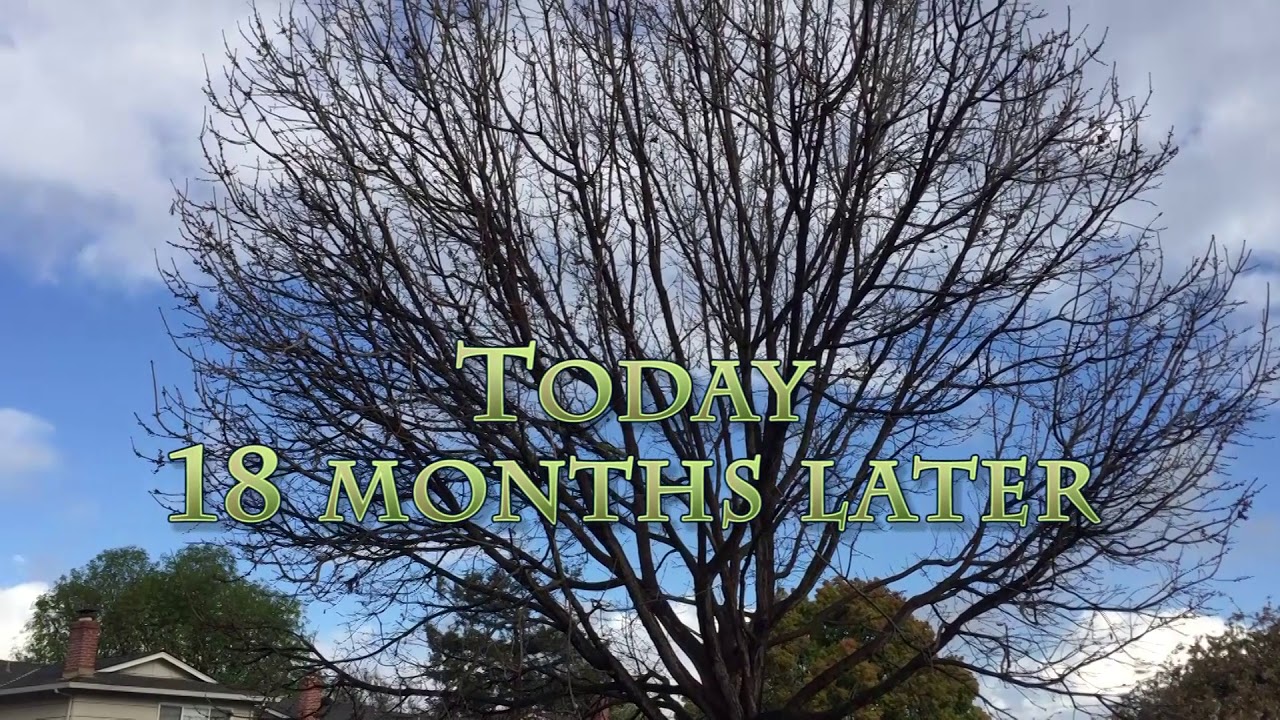 Сплит Писташ год спустя