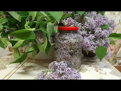 Как приготовить настойку сирени на самогоне?