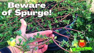 Yes, You Can Eat This Common Weed!  Purslane (BEWARE of SPURGE)