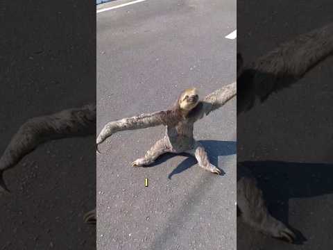 The terrifying sloth