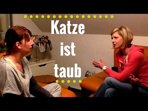 Video: Gehörlose Katzen Video: Gehörlose Katzen