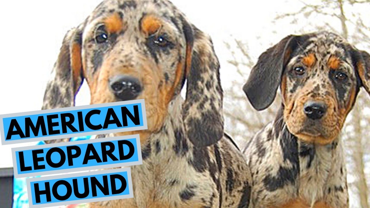 american leopard hound