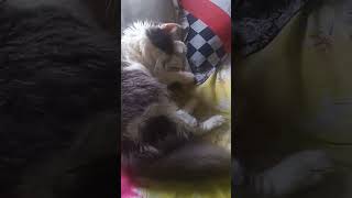 cat love catlover