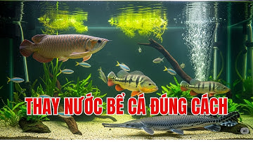 Cách Thay Nước Bể Cá Săn Mồi Đúng Chuẩn | Bí Quyết Giúp Cá Khỏe Mạnh