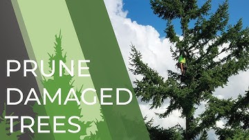 How to Care For Storm Damaged Trees