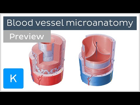 Microanatomy of arteries and veins (preview) - Human Anatomy | Kenhub