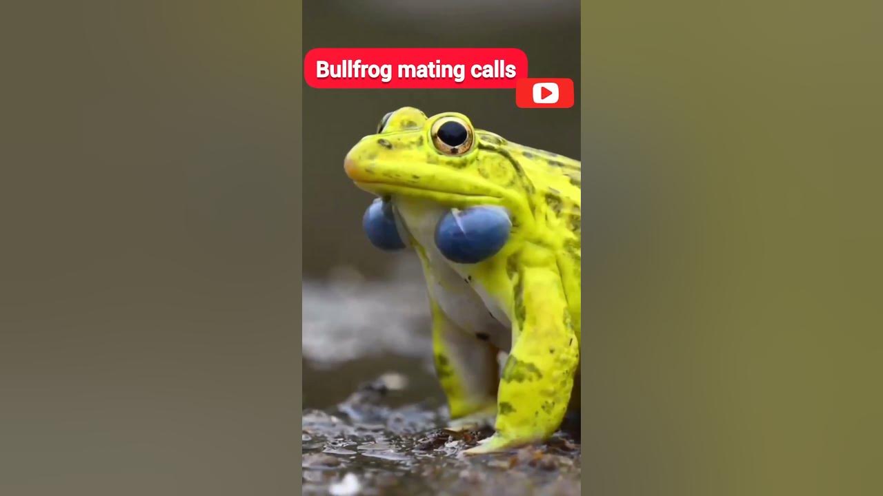 How bullfrogs find their perfect mate 🕵️‍♂️🐸 shorts biology 