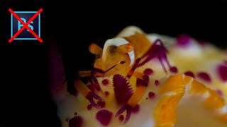 Black background underwater photo  5 Tips