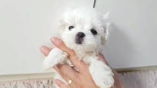 Baby Kimmy - Princess Cut Features - Micro White Maltese - Available