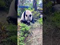 🐼The Giant #Panda Jing Liang's Leisurely Stroll: 🥰Utterly #Adorable Every Single Moment. 🎋