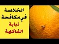 مكافحة ذبابة الفاكهه في الموالح ذبابة البحر المتوسط زتونة زراعية محمد هنداوي