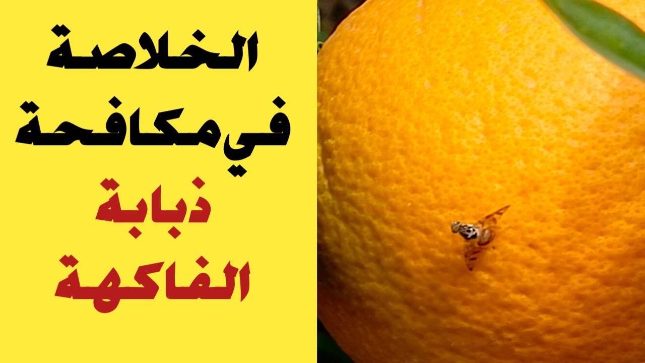 مكافحة ذبابة الفاكهه في الموالح |ذبابة البحر المتوسط  | زتونة زراعية | محمد هنداوي