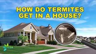 How Do Termites Get into Your Home?