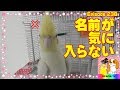 オカメインコ命名【キューピー】初めての放鳥239　Cockatiel