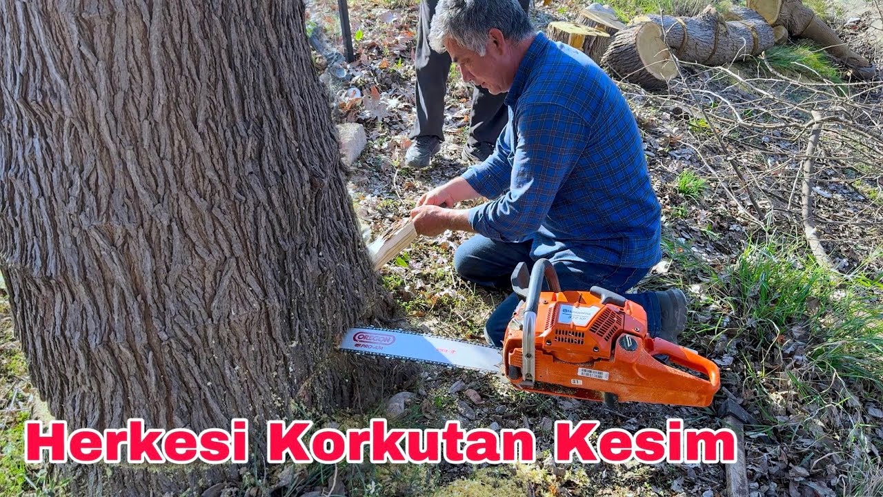 Traktörle Çekerken İp Koptu Hepimiz Korktuk !Husqvarna 372xp Motorlu Testere Ağaç Kesimi