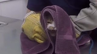 VET VISIT GONE WRONG!!!  Cat Attacks Veterinarian RAW UNCUT FOOTAGE!!!