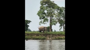 Wild Elephant Attack! Youths Run for Their Lives in Terrifying Chase