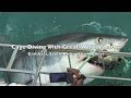 Cage Diving with Great White Sharks in Shark Alley (Gansbaai, South Africa)