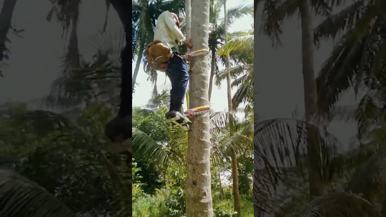 Climbing a Palm Tree for Coconut Harvest | Simple but Effective Climbing System
