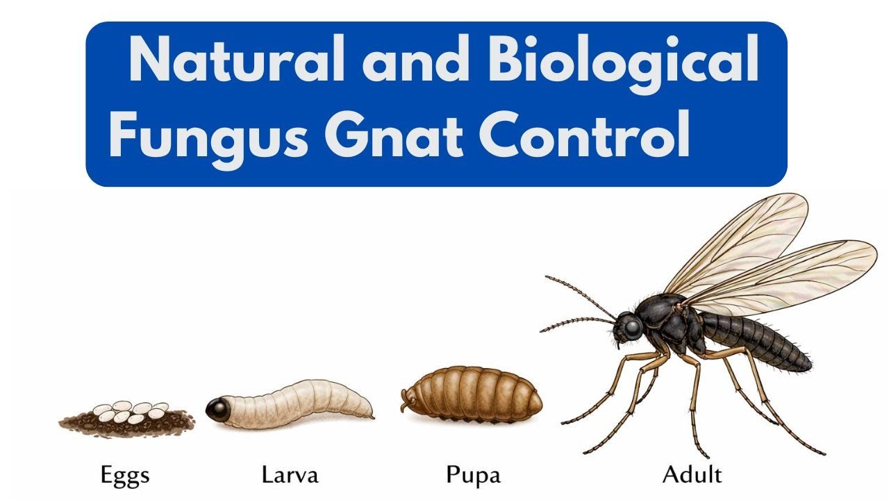 Естественные и биологические методы борьбы с грибковыми комарами