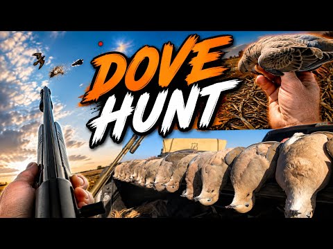 Loaded Cut Sunflower Dove Hunt!!!