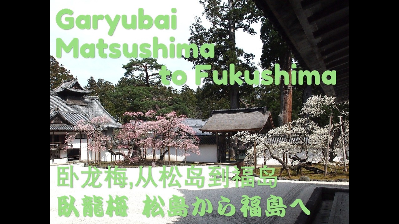 Garyubai, from Matsushima to Fukushima.  卧龙梅, 从松岛到福岛。臥龍梅、松島から福島へ。