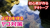 ビオトープでスジエビがメダカを食べない理由 生まれたての赤ちゃんvsスジエビ 食性と捕縛能力について 小型巻貝の捕食編 Youtube
