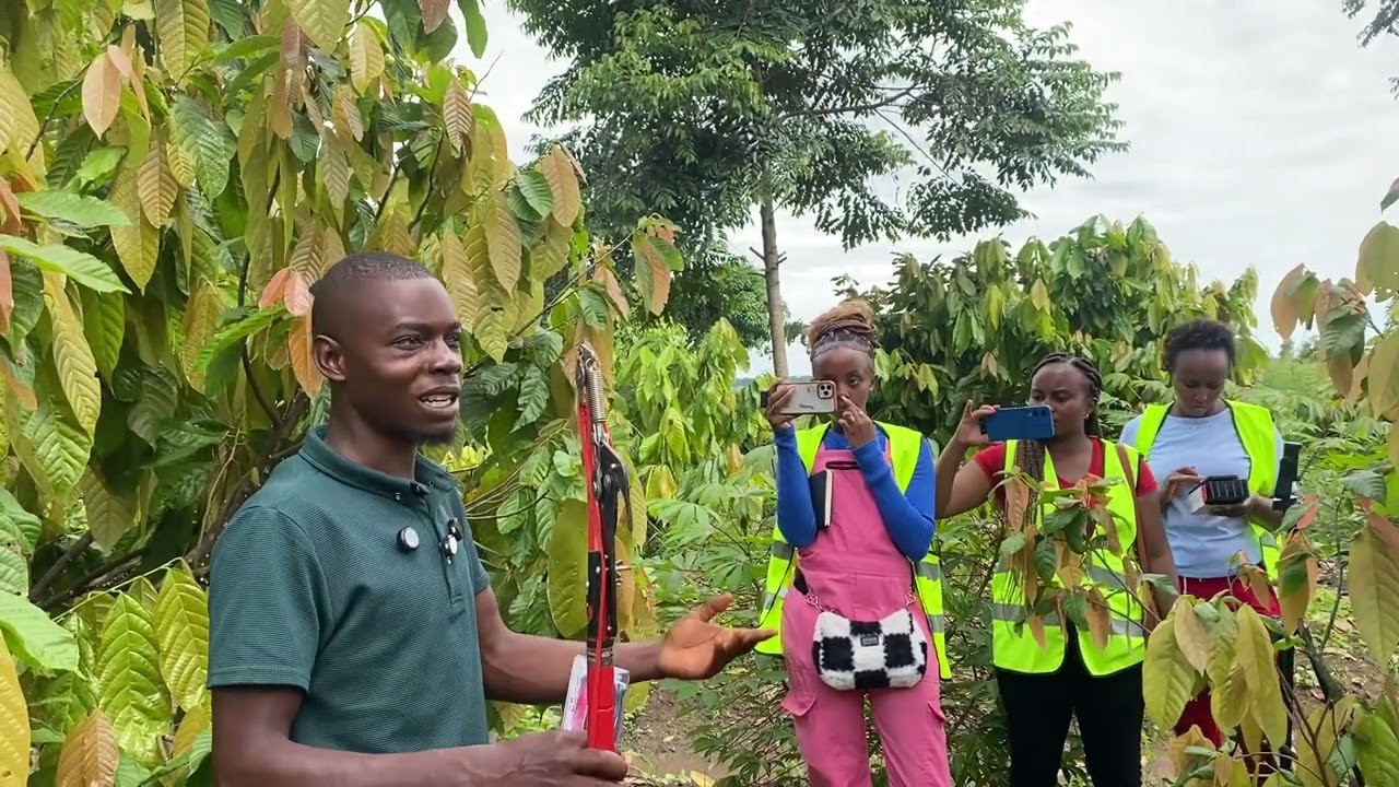 How to grow and earn from cocoa|Cocoa Farming in Uganda