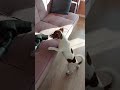 Выходной 🤪 #джекрассел #собака #jackrussell #животные #джекрасселтерьер #собаки #pets #dog #дрт