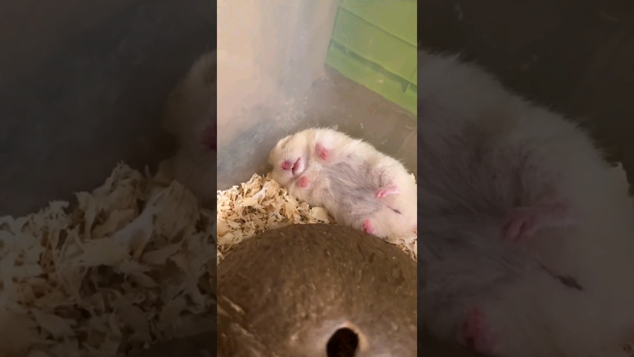 Cute Hamster Sleep 🥰🥰🥳 