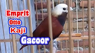 masteran emprit otto kaji jantan gacoor....
