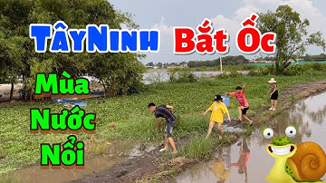 TEAM BẮT ỐC MÙA NƯỚC NỔI | KHÁM PHÁ TÂY NINH (TT03)