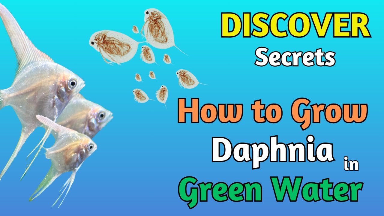 Best Live Fish Food: How to culture Daphnia in GREEN Water! - YouTube