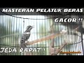 Download Lagu Masteran Pelatuk Beras Gacor || owner : @Sangkarbambu
