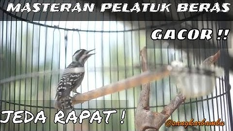 Masteran Pelatuk Beras Gacor || owner : @Sangkarbambu Terbaru